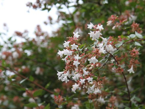 Abelia x grandiflora