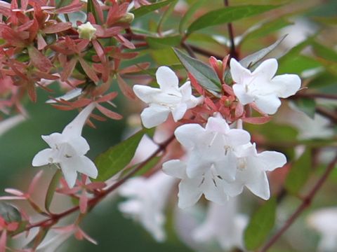 Abelia x grandiflora