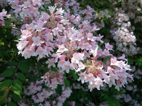 Abelia cv. Sherwood