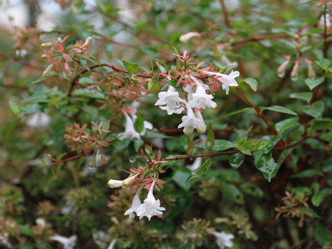 Abelia x grandiflora