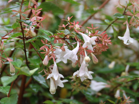 Abelia x grandiflora