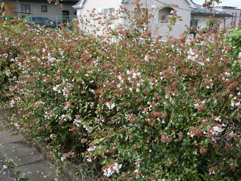 Abelia x grandiflora