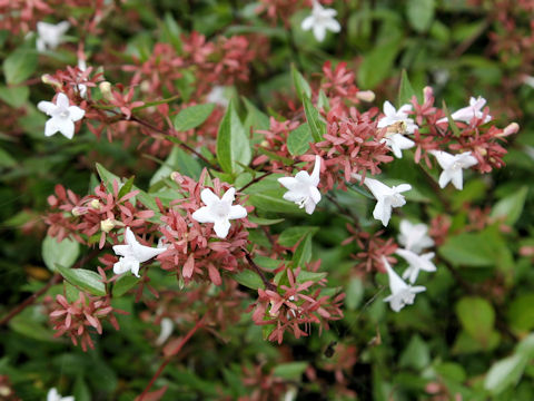 Abelia x grandiflora