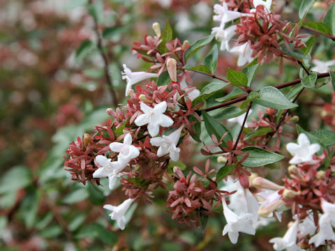 Abelia x grandiflora