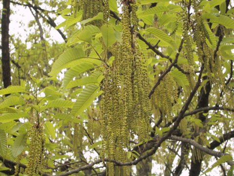 Quercus variabilis