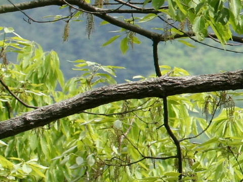 Quercus variabilis