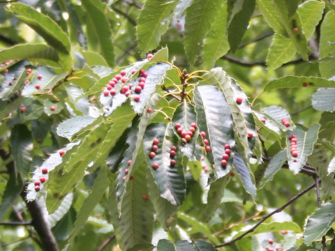 Quercus variabilis