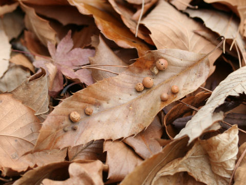 Quercus variabilis