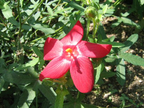 Abelmoschus moschatus ssp. tuberosus