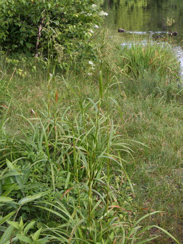 Scirpus wichurae