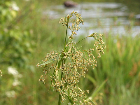 Scirpus wichurae