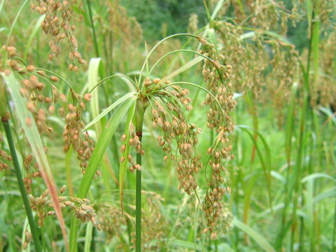 Scirpus wichurae