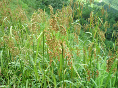 Scirpus wichurae