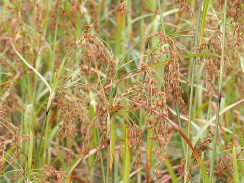 Scirpus wichurae