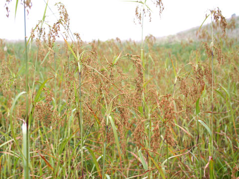 Scirpus wichurae