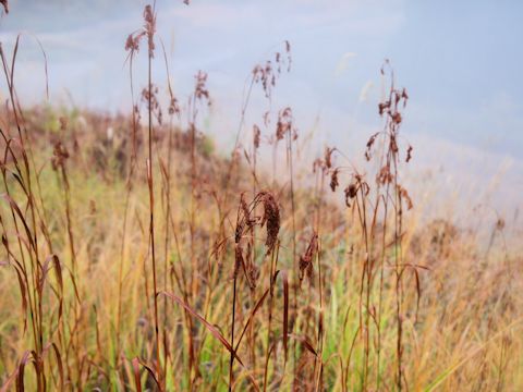 Scirpus wichurae