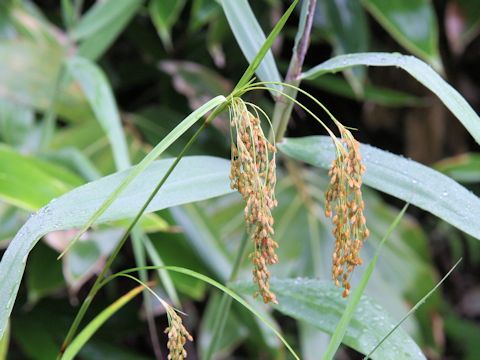 Scirpus wichurae