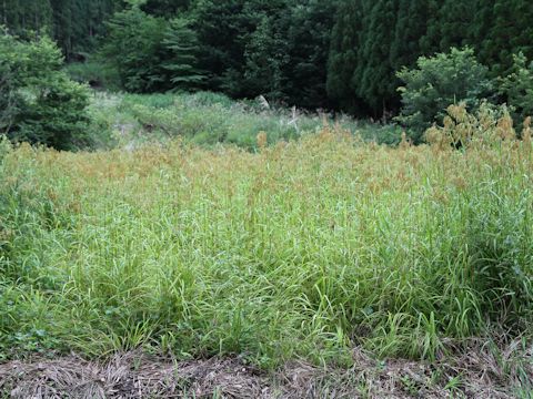 Scirpus wichurae