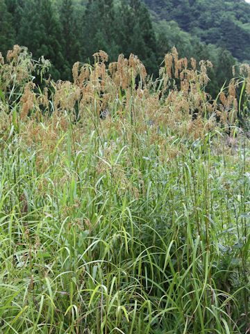 Scirpus wichurae