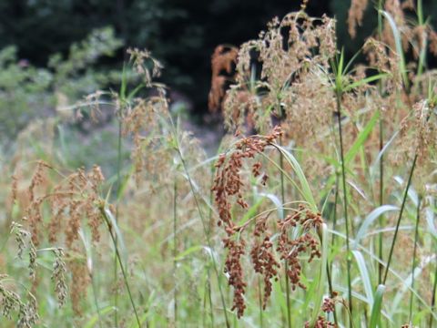 Scirpus wichurae