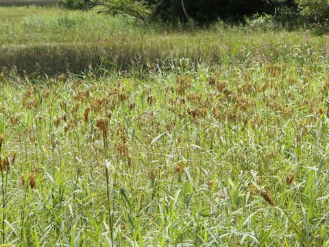 Scirpus wichurae