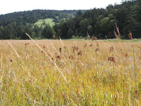 Scirpus wichurae