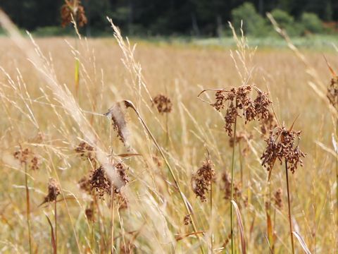 Scirpus wichurae