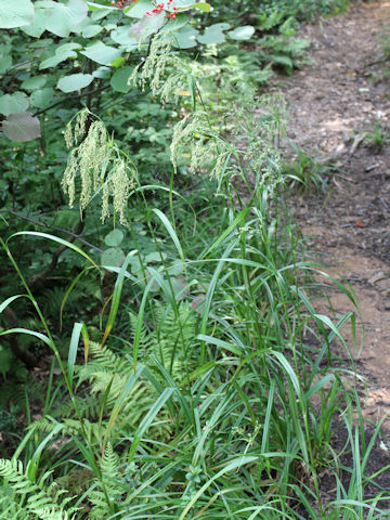 Scirpus wichurae