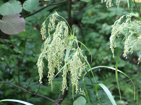 Scirpus wichurae