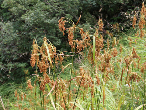 Scirpus wichurae