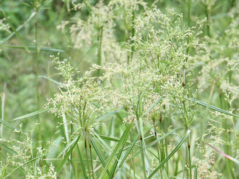 Scirpus wichurae