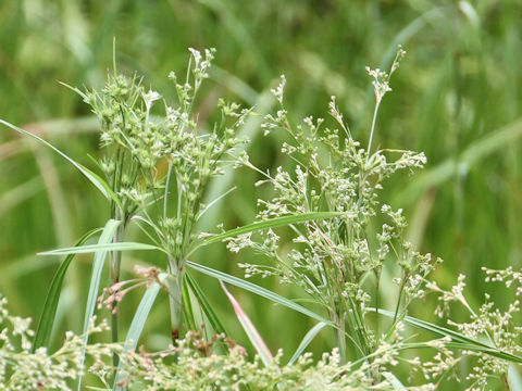 Scirpus wichurae