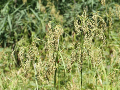 Scirpus wichurae