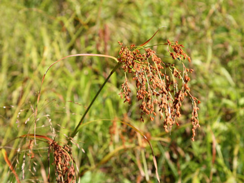 Scirpus wichurae