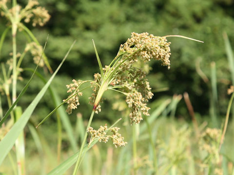 Scirpus wichurae