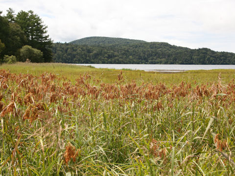 Scirpus wichurae