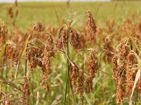 Scirpus wichurae