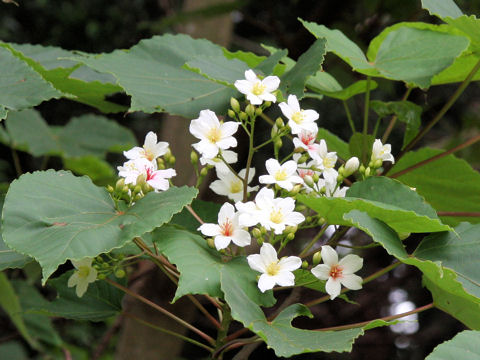 Aleurites cordata