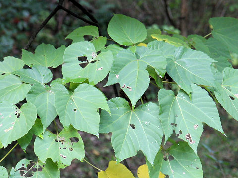 Aleurites cordata