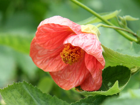 Abutilon x hybridum