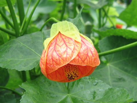 Abutilon x hybridum