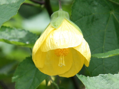 Abutilon x hybridum