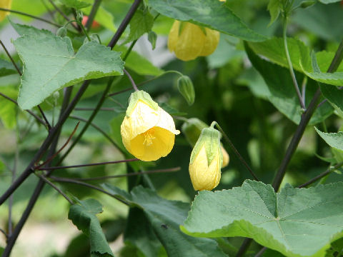 Abutilon x hybridum