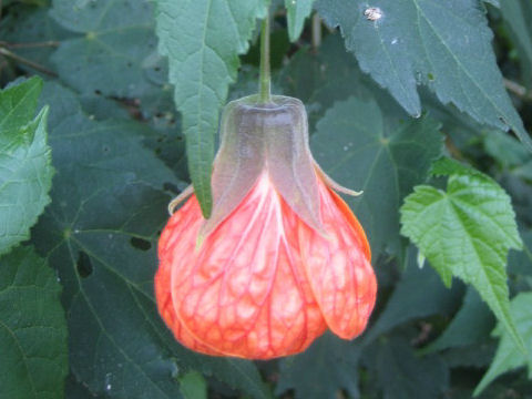 Abutilon x hybridum