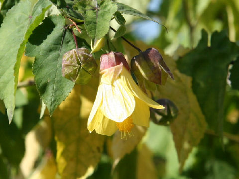 Abutilon x hybridum