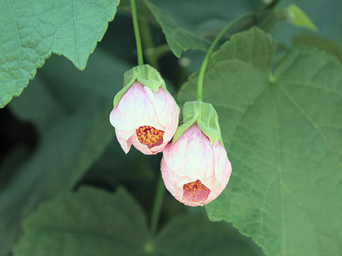 Abutilon x hybridum