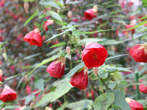 Abutilon x hybridum