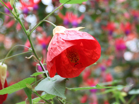 Abutilon x hybridum