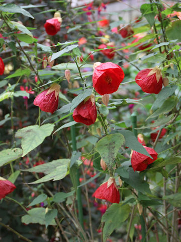 Abutilon x hybridum