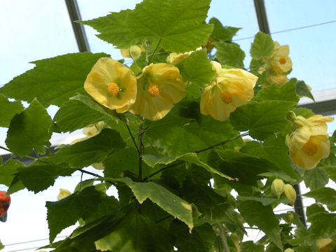 Abutilon x hybridum